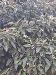 Persea americana