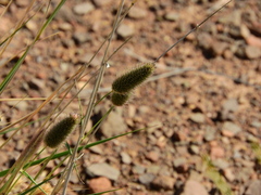 Fingerhuthia africana