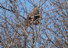 Vespa velutina nigrithorax
