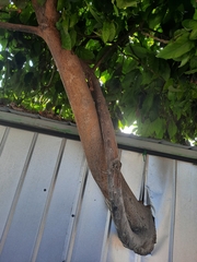 Persea americana