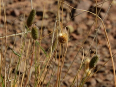 Fingerhuthia africana