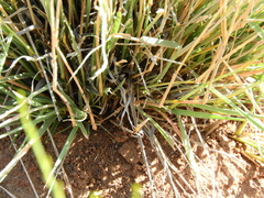 Fingerhuthia africana