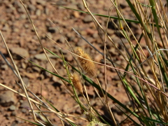 Fingerhuthia africana