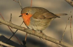 Erithacus rubecula rubecula