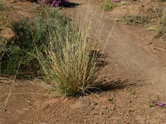 Fingerhuthia africana