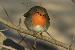 Erithacus rubecula rubecula