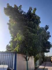 Persea americana