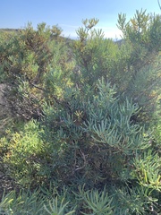 Salsola webbii