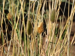 Fingerhuthia africana