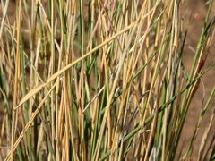 Fingerhuthia africana