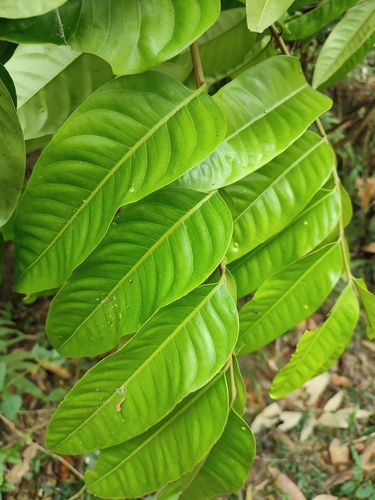 Dysoxylum gotadhora, photograph 5