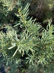 Salsola webbii