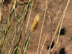 Fingerhuthia africana