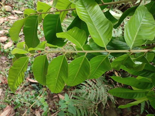 Dysoxylum gotadhora, photograph 6