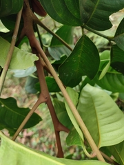 Dysoxylum gotadhora