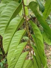 Dysoxylum gotadhora