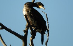 Phalacrocorax carbo carbo