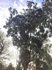 Syzygium densiflorum