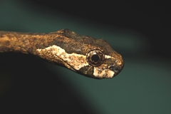 Aplopeltura boa