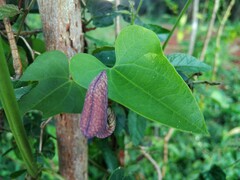 Aristolochia triangularis