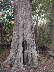 Syzygium densiflorum