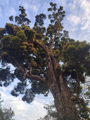 Syzygium densiflorum