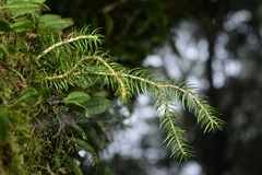 Phlegmariurus cryptomerinus