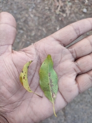 Syzygium densiflorum