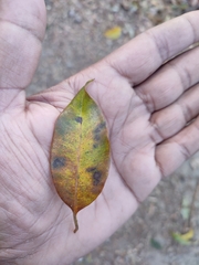 Syzygium densiflorum