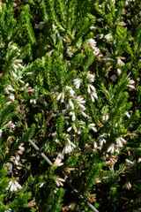 Erica caffrorum