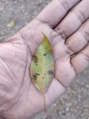 Syzygium densiflorum