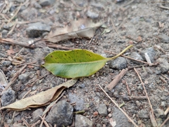 Syzygium densiflorum