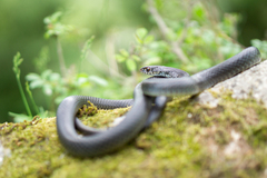 Hierophis viridiflavus carbonarius