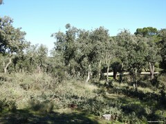 Celtica gigantea