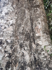 Syzygium densiflorum