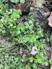 Micranthemum umbrosum