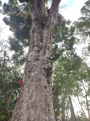 Syzygium densiflorum