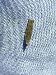 Mesophleps adustipennis