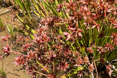 Juncus prismatocarpus