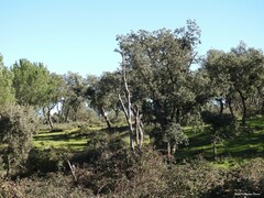 Celtica gigantea