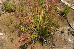 Juncus prismatocarpus