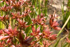 Juncus prismatocarpus