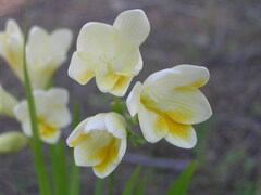 Freesia leichtlinii