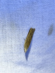 Mesophleps adustipennis