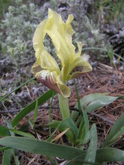 Iris pumila
