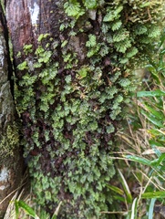 Hymenophyllum oligosorum