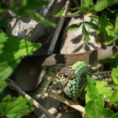 Hierophis viridiflavus carbonarius