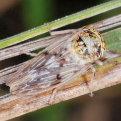 Rhytidodus