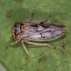 Rhytidodus