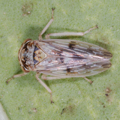 Rhytidodus